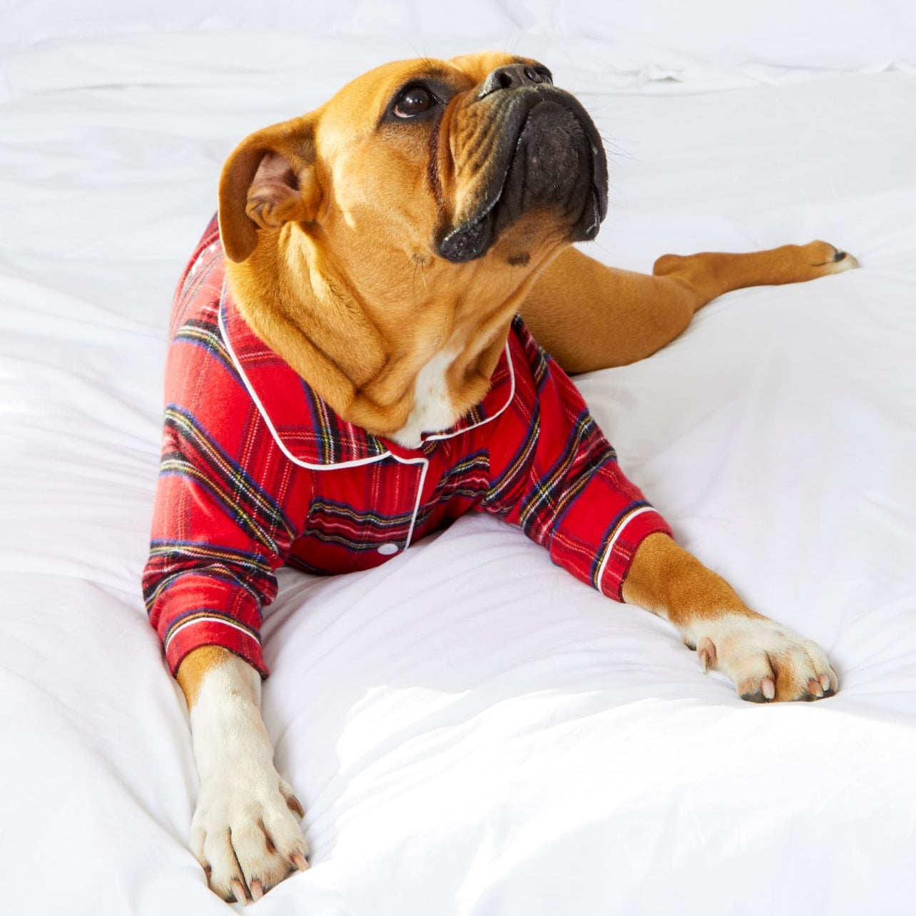 Dog's Tartan Christmas Pyjamas