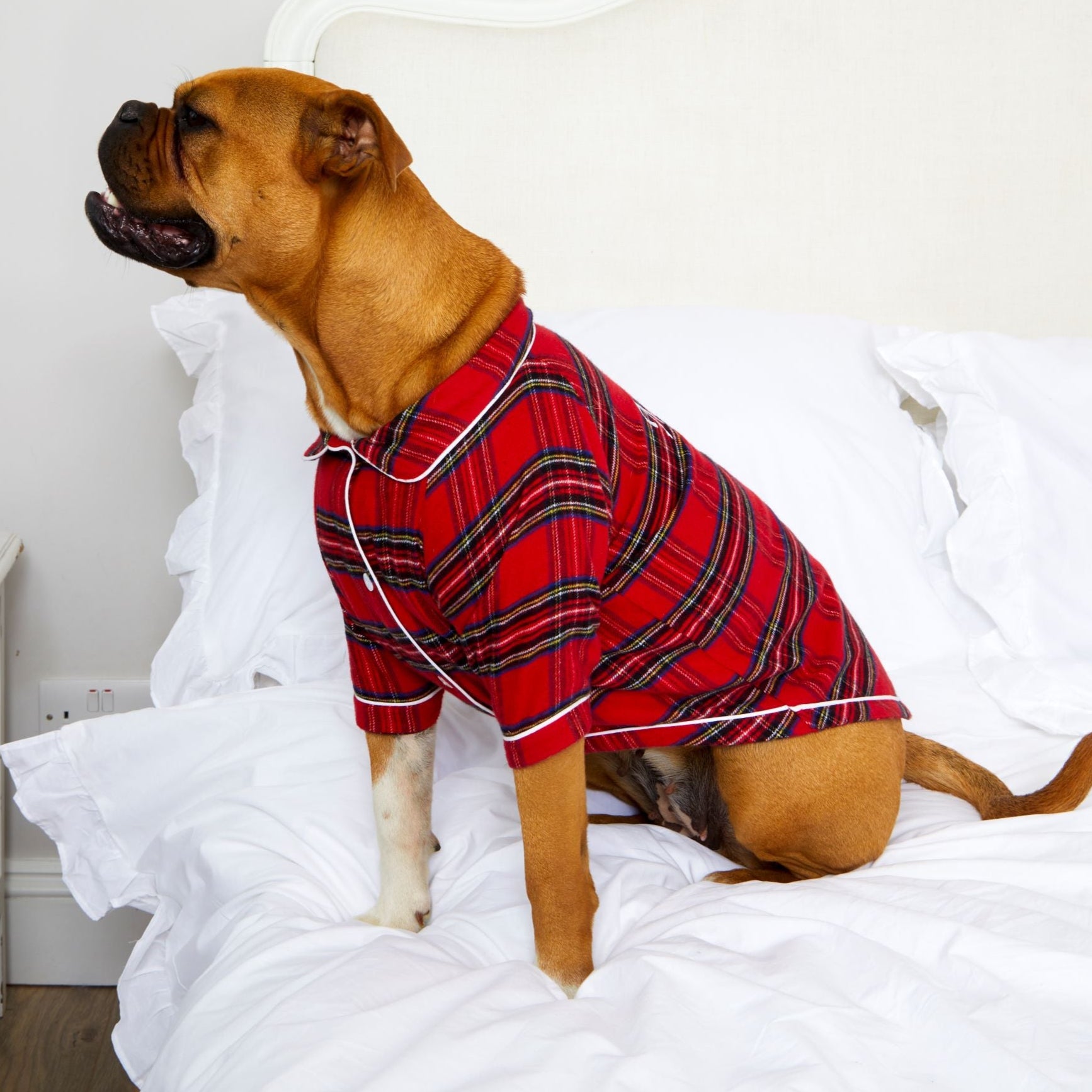 Dog's Tartan Christmas Pyjamas