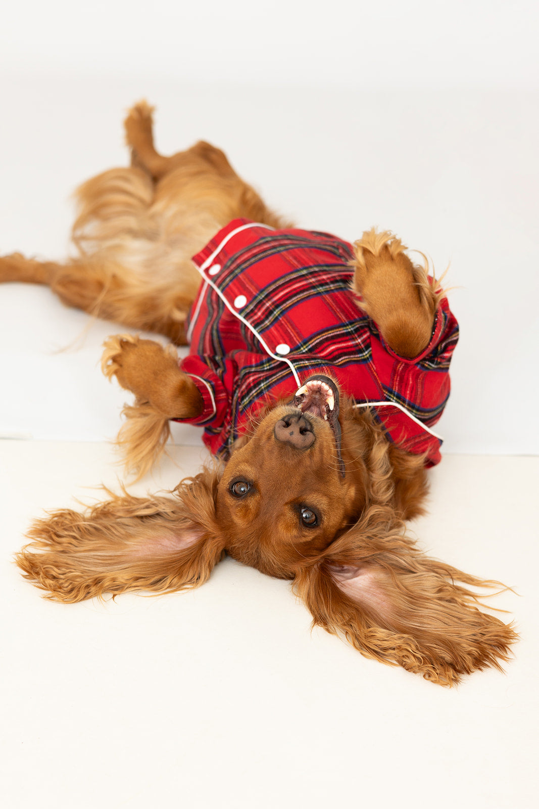 Dog's Tartan Christmas Pyjamas